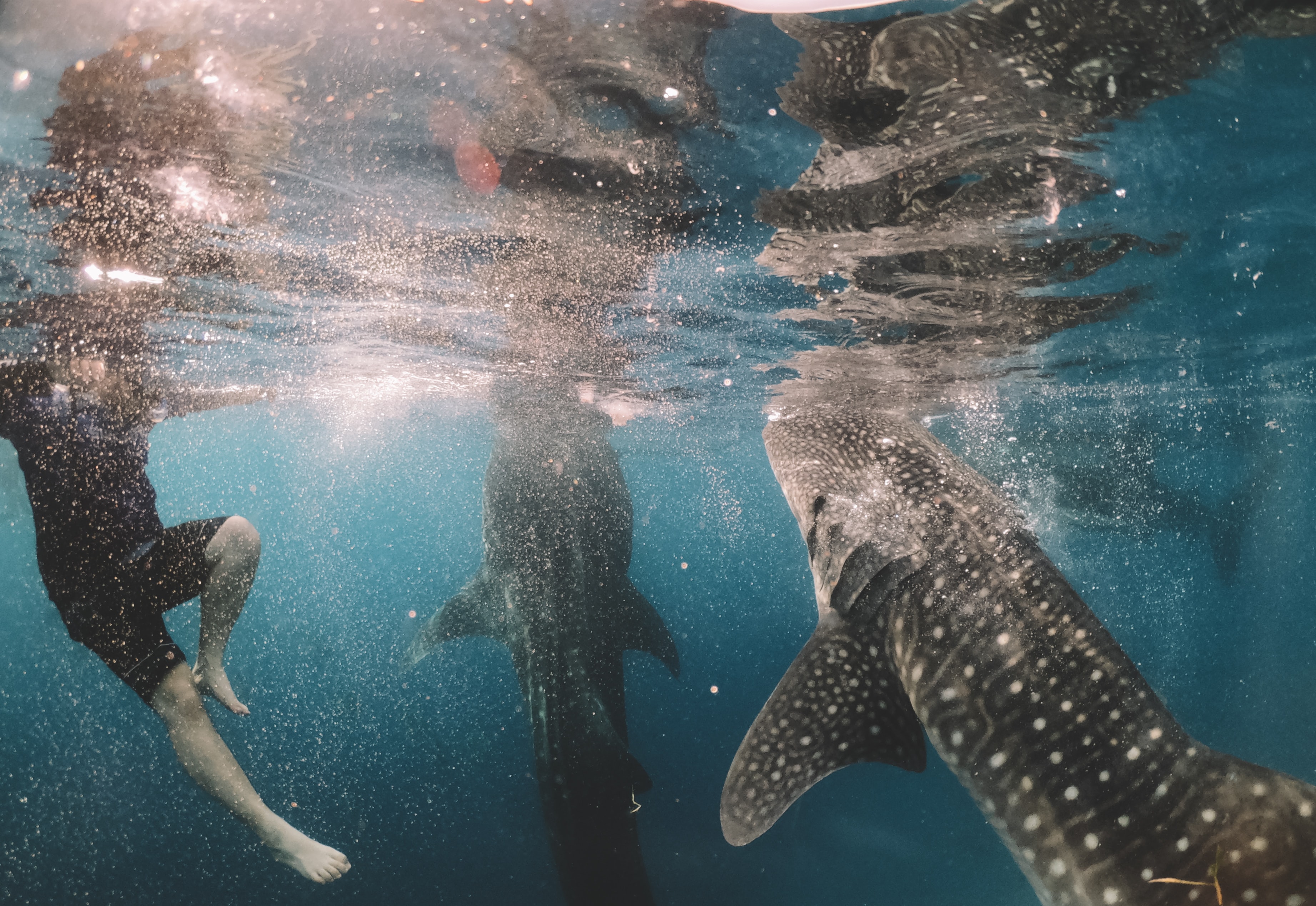 whale-sharks